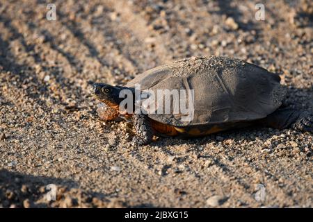 Une grande tortue commune, Chelydra serpentina, traversant une route de gravier dans les montagnes Adirondack, NY USA Banque D'Images