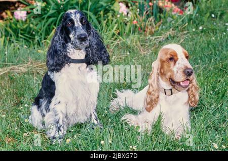 Deux caniels anglais de cocker assis dans l'herbe verte Banque D'Images