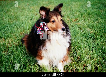 Un chien sheltie avec des rubans sur son col assis dans un champ herbacé Banque D'Images