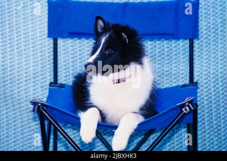 Un chiot sheltie assis dans une chaise bleue Banque D'Images