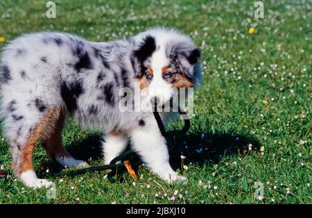 Un chien de berger australien se tenant dans une pelouse transportant une laisse dans sa bouche Banque D'Images