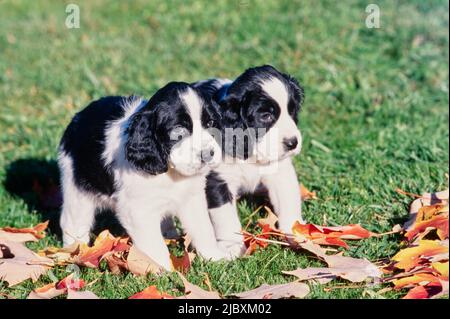 Deux chiens d'épice springer anglais se tenant debout dans l'herbe avec des feuilles d'automne Banque D'Images