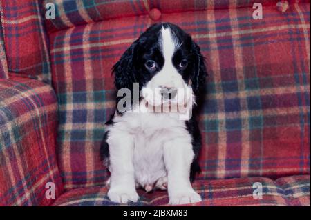 Un chien de spaniel anglais springer, assis sur un canapé à motif écossais Banque D'Images