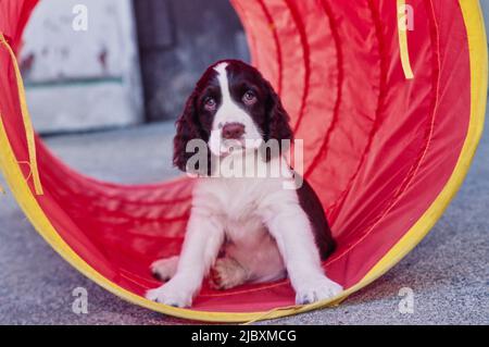 Un spaniel anglais springer assis dans un tunnel d'agilité rouge Banque D'Images