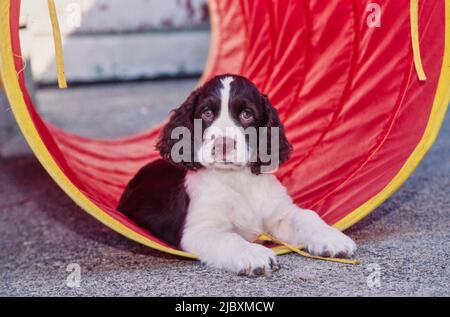 Un spaniel anglais de springer qui se pose dans un tunnel d'agilité rouge Banque D'Images