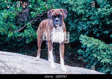 Buppy buppy buppy debout sur une roche en face des arbres Banque D'Images