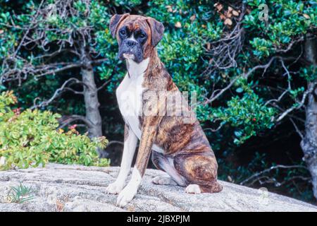 Bringé boxeur chiot chien assis sur un rocher devant les arbres Banque D'Images