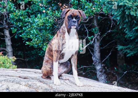 Bringé boxeur chiot chien assis sur un rocher devant les arbres Banque D'Images