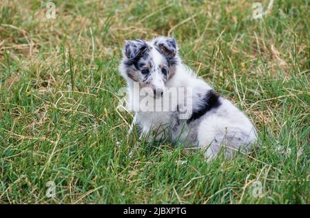 Sheltie chiot chien assis dans l'herbe Banque D'Images