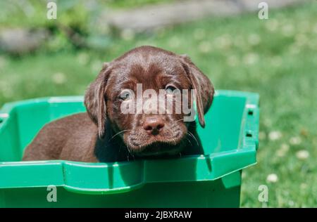 Chiot de laboratoire de chocolat dans un bac en plastique vert dans la cour Banque D'Images