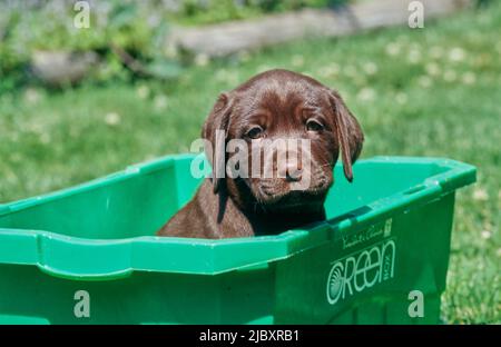 Chiot de laboratoire de chocolat dans un bac en plastique vert dans la cour Banque D'Images