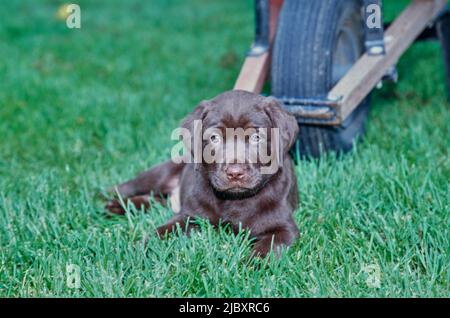 Chiot de laboratoire de chocolat dans l'herbe devant la brouette Banque D'Images