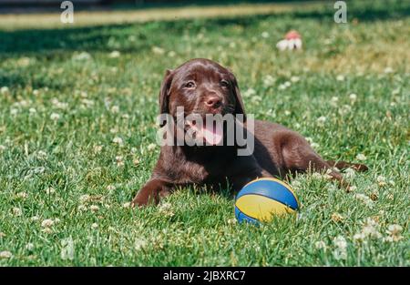 Chiot de laboratoire de chocolat dans l'herbe avec balle Banque D'Images