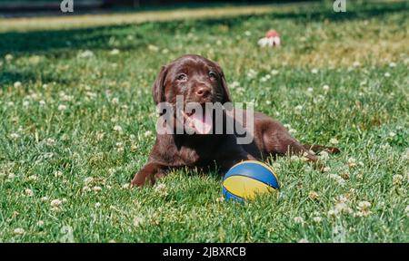 Chiot de laboratoire de chocolat dans l'herbe avec balle Banque D'Images