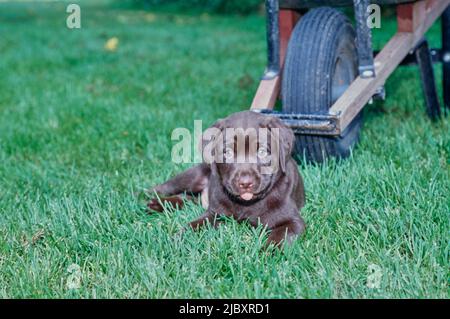 Chiot de laboratoire de chocolat dans l'herbe devant la brouette Banque D'Images