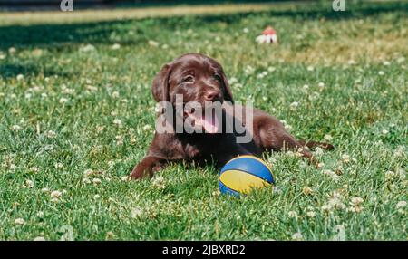 Chiot de laboratoire de chocolat dans l'herbe avec balle Banque D'Images