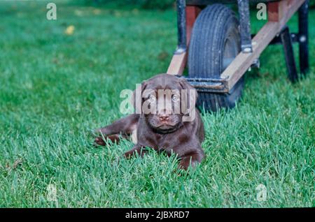 Chiot de laboratoire de chocolat dans l'herbe devant la brouette Banque D'Images