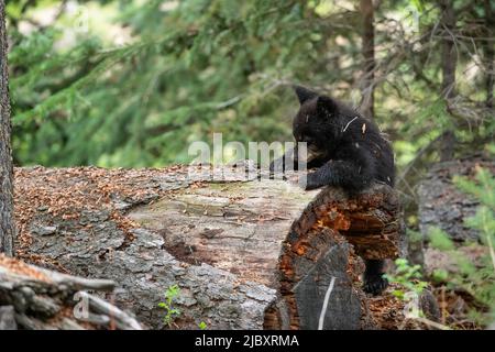 cub à l'ours noir en rondins, Yellowstone Banque D'Images