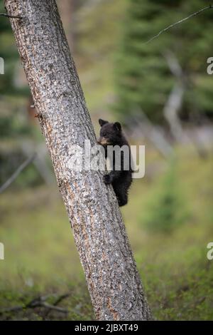 Black Bear Cub in Tree, parc national de Yellowstone Banque D'Images