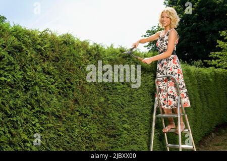 Femme adulte de taille moyenne debout sur un escabeau et tailler une haie Banque D'Images