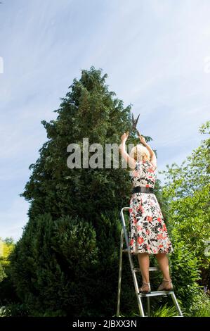 Vue arrière d'une femme adulte de taille moyenne debout sur un escabeau et tailler un arbre Banque D'Images