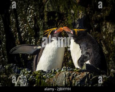 Macaroni Penguins (Eudyptes chrysolophus) à Hercules Bay, Géorgie du Sud Banque D'Images