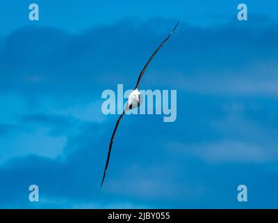 L'albatros brun noir (Thalassarche melanophris) glisse sans effort dans le passage Drake, en Géorgie du Sud Banque D'Images