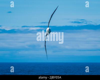 L'albatros brun noir (Thalassarche melanophris) glisse sans effort dans le passage Drake, en Géorgie du Sud Banque D'Images