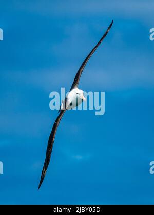 L'albatros brun noir (Thalassarche melanophris) glisse sans effort dans le passage Drake, en Géorgie du Sud Banque D'Images