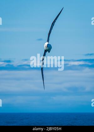 L'albatros brun noir (Thalassarche melanophris) glisse sans effort dans le passage Drake, en Géorgie du Sud Banque D'Images