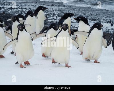 Marche des pingouins, des pingouins d'Adelie (Pygoscelis adeliae) à Brown Bluff, péninsule antarctique Banque D'Images