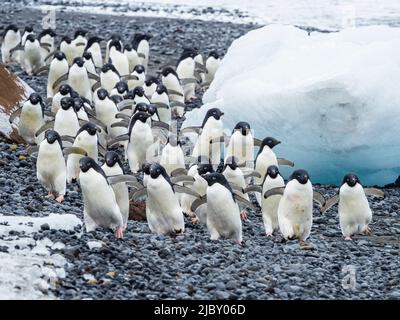 Marche des pingouins, des pingouins d'Adelie (Pygoscelis adeliae) à Brown Bluff, péninsule antarctique Banque D'Images