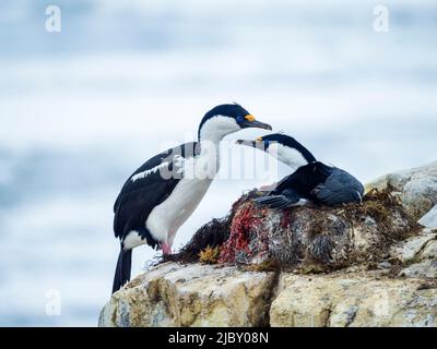 Des schags à yeux bleus ou des schags impériaux (Leucocarbo bransfidensis) nichant sur l'île Peterman, en Antarctique Banque D'Images