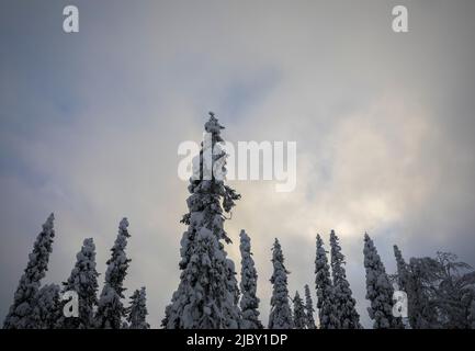 Photo sous angle du soleil levant sur un arbre en Laponie finlandaise Ruka Banque D'Images