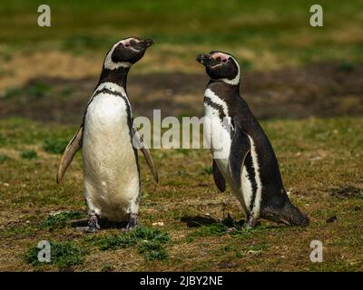 Penguins magellaniques (Spheniscus magellanicus) sur l'île de la carcasse, îles Falkland Banque D'Images