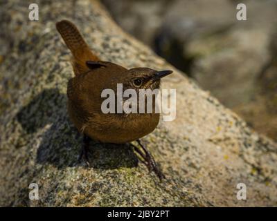 Wren de Cobb endémique (Troglodytes cobbi) sur l'île de la carcasse, îles Falkland Banque D'Images