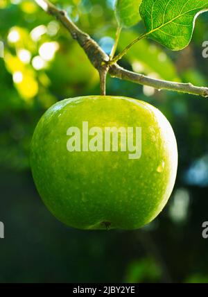 Pomme verte suspendue à la branche couverte de rosée du matin. Banque D'Images