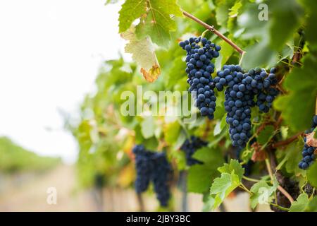 Raisins violets suspendus de vignes dans le vignoble Banque D'Images