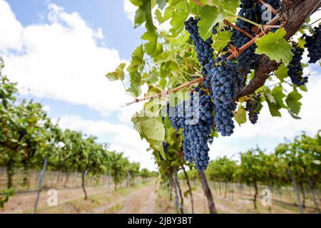 Raisins violets suspendus de vignes dans le vignoble Banque D'Images