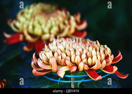 Fleurs de Chrysanthemum colorées en gros plan, magnifique jaune avec fleurs de Chrysanthemum rouges qui fleurissent dans le jardin en automne Banque D'Images