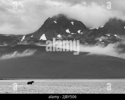 Noir et blanc, Ours brun côtier (Ursus arctos horribilis) pourchassant le saumon à marée basse dans la baie de Hallo, parc national et réserve de Katmai, Alaska Banque D'Images