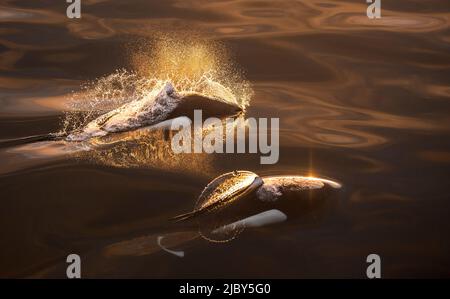 Rare aperçu des marsouins de Dall surfaisant face au coucher du soleil dans le sud-est de l'Alaska Banque D'Images