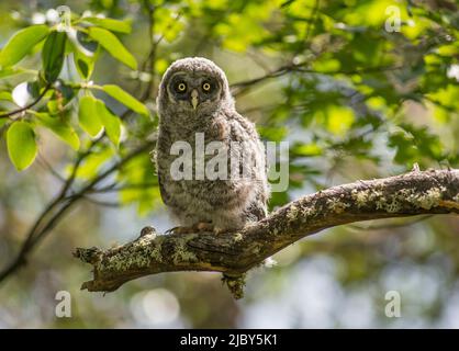 Un grand poussin/chouette gris (Strix nebulosa) sur une branche de la macrone dans le sud de l'Oregon Banque D'Images