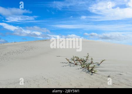 Une plante seule qui survit sur les dunes de sable d'Isla Magdalena Banque D'Images