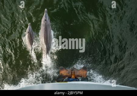 Une paire de grands dauphins encadre le lion de mer National Geographic Banque D'Images