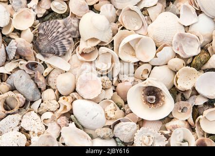 Une collection de coquillages lavés sur une plage à Baja California sur Banque D'Images