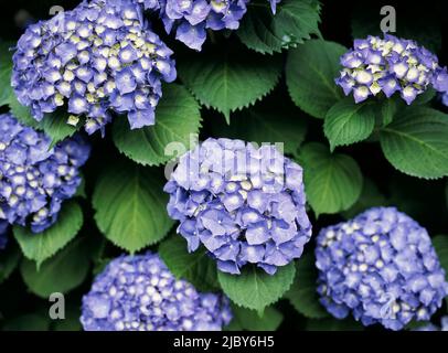 Bush plein de grandes fleurs d'hortensia bleu Banque D'Images