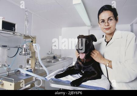 Vétérinaire femelle évaluant le chien noir en clinique Banque D'Images