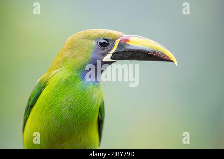 Également connu sous le nom de Toucanet à gorge bleue, c'est l'un des plus beaux oiseaux des montagnes du Costa Rica. Banque D'Images