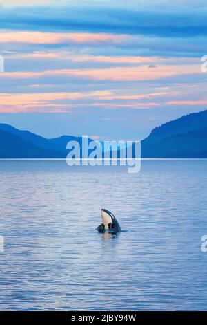 Alaska, passage intérieur, Lindblad, National Geographic, Orca (Orcinus orca) Banque D'Images